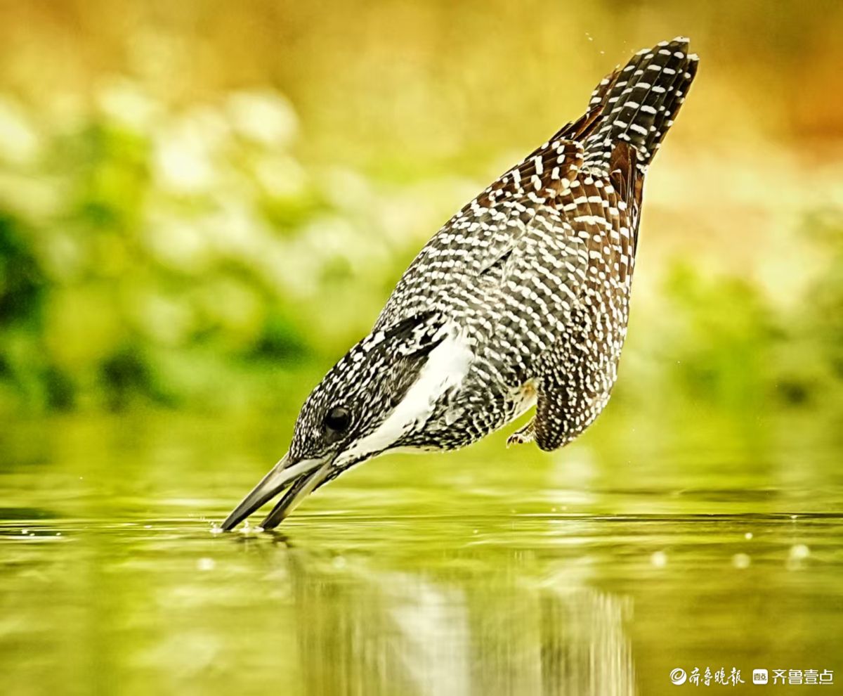 冠鱼狗捕鱼入水瞬间