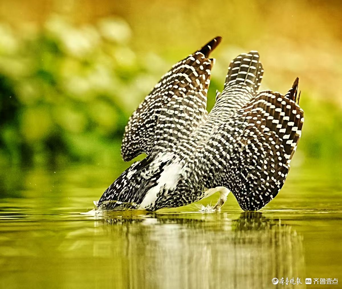 冠鱼狗捕鱼入水瞬间