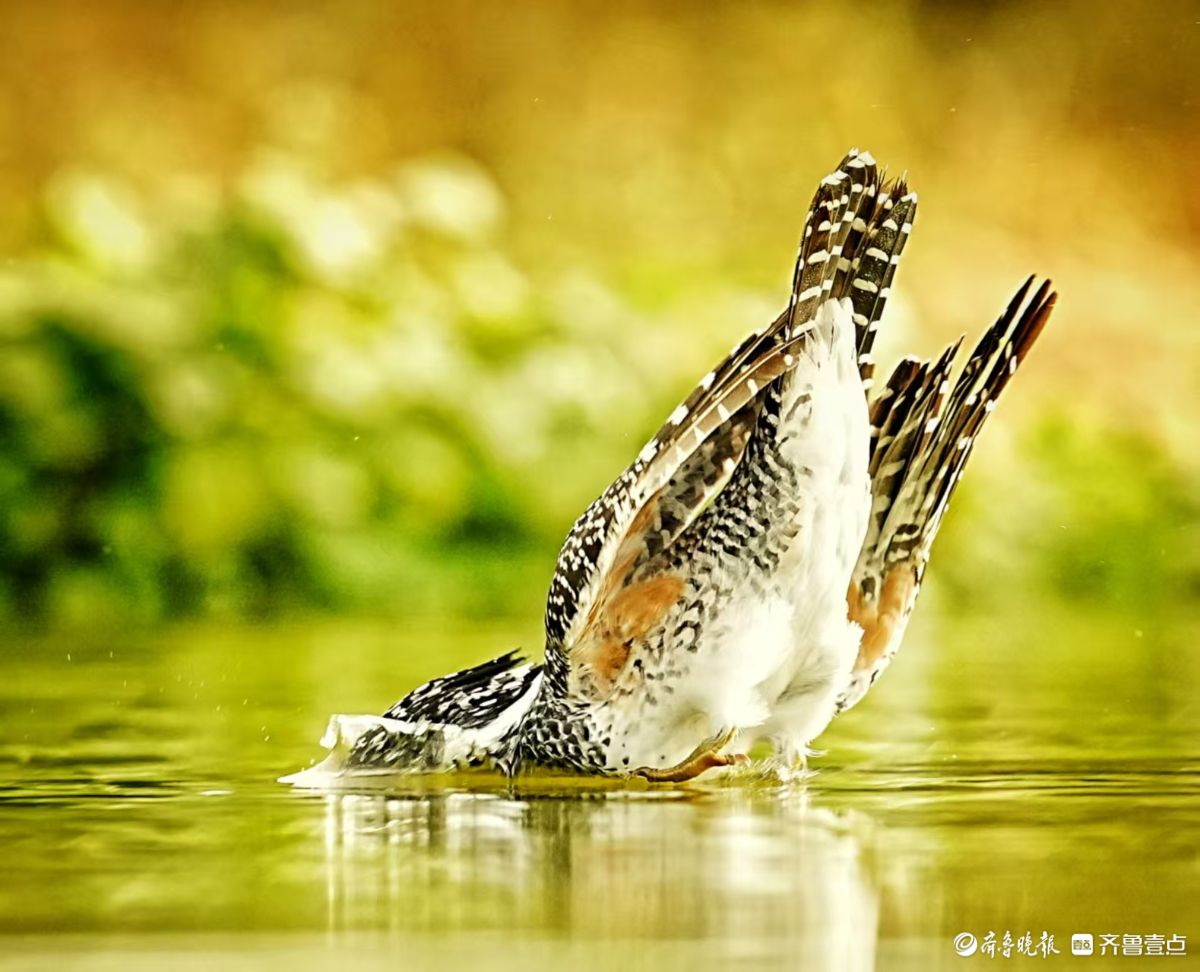 冠鱼狗捕鱼入水瞬间