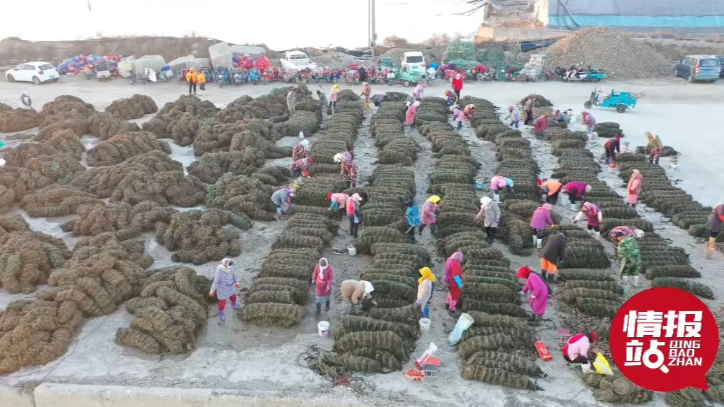 情报站|肥美鲜嫰！日照海洋牧场牡蛎喜获丰收，工人穿梭采收忙