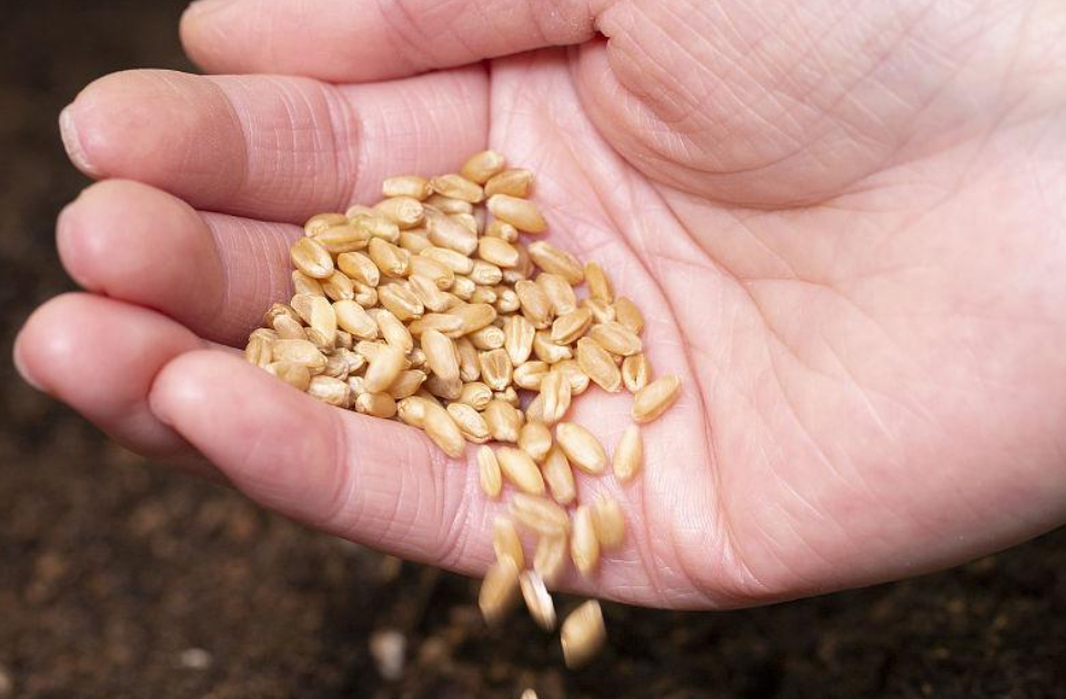 山东公布首批农作物种质资源共享目录，助推种业创新