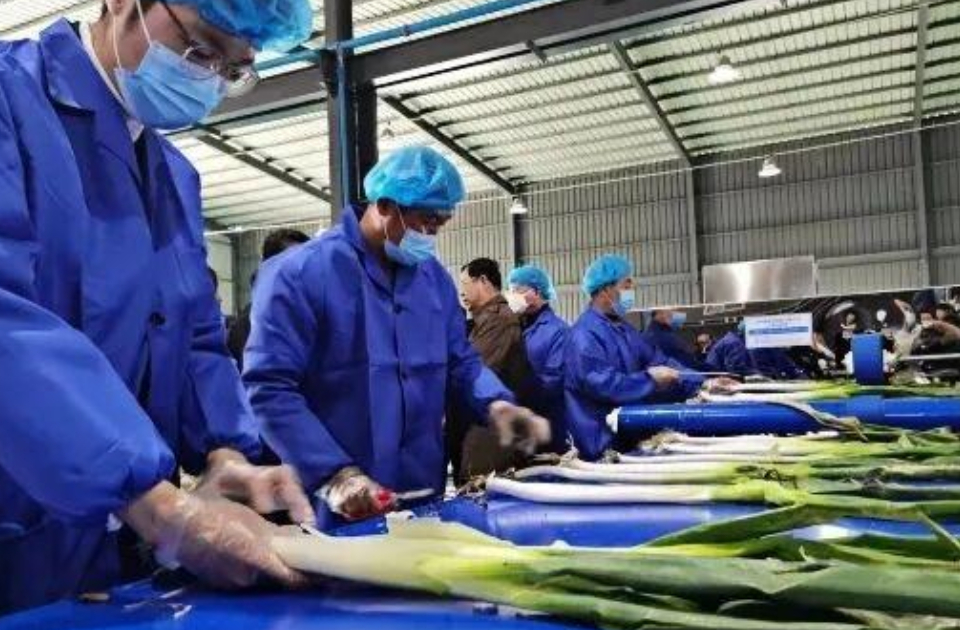 冬藏鲜食｜章丘大葱正当时！从储存到餐桌的冬日葱香指南