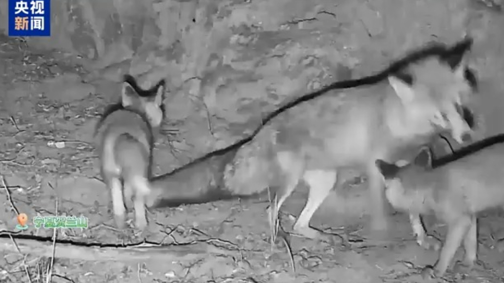 红外相机意外记录！贺兰山的赤狐一家私下原来这样“带娃”