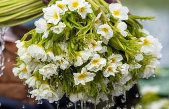 郑州一火锅店新菜品“水性杨花”引热议，云南一海菜花产业基地：已改名“冰清玉洁”