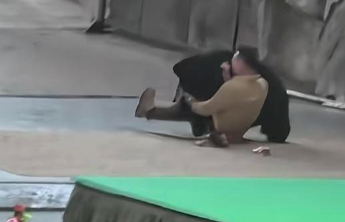 黑熊争抢驯养员携带的食物后，杭州野生动物世界致歉：取消黑熊行为展示