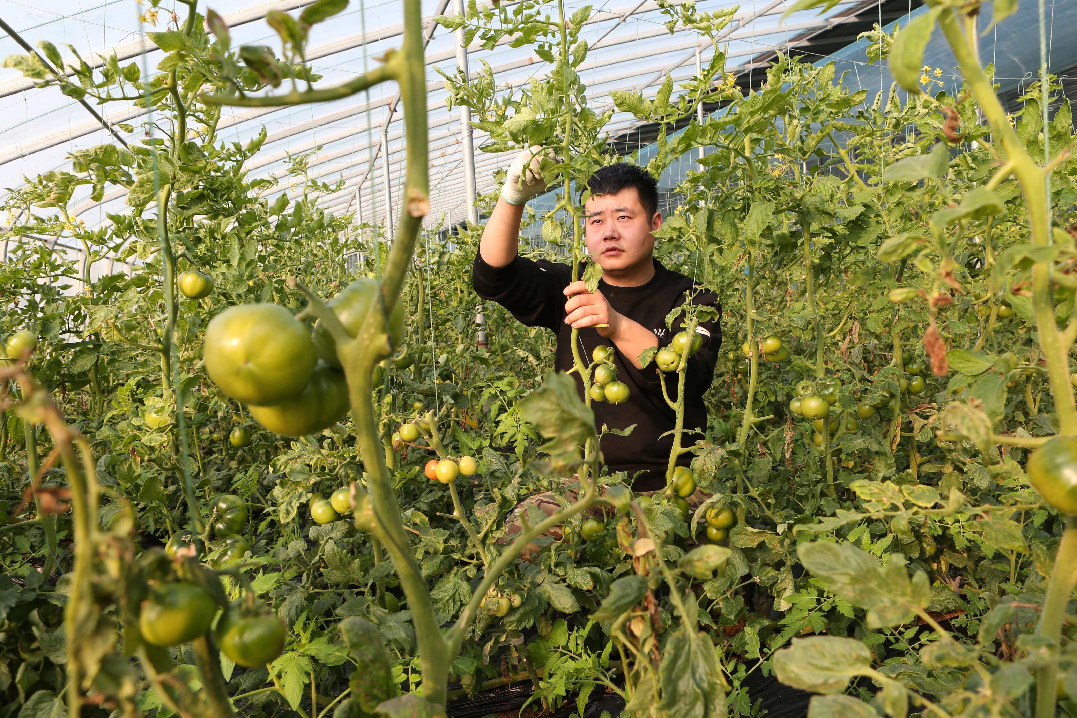 “大雪”至农事忙