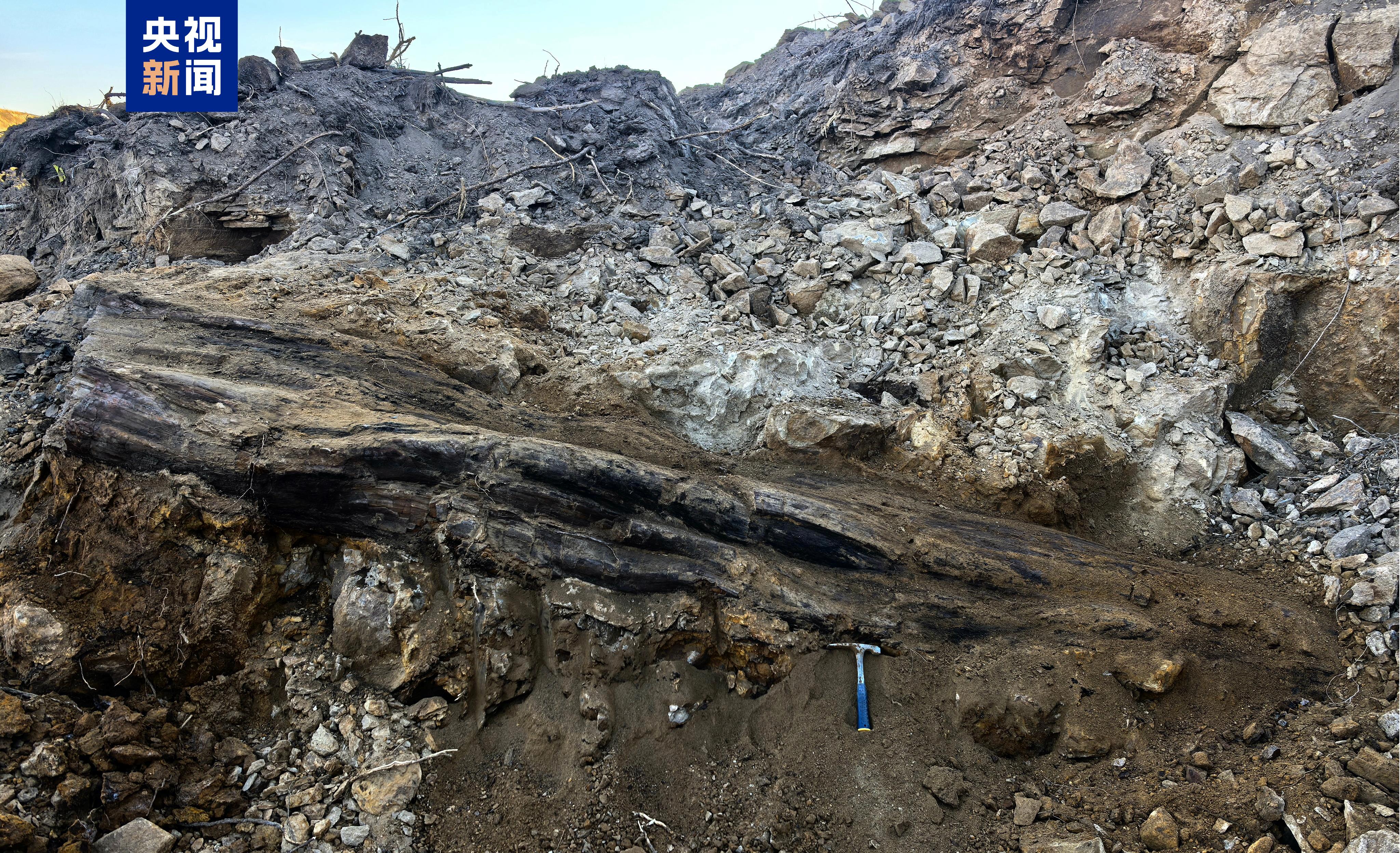 国家一级重点保护！山西一工地发现2.9亿年前大型木化石