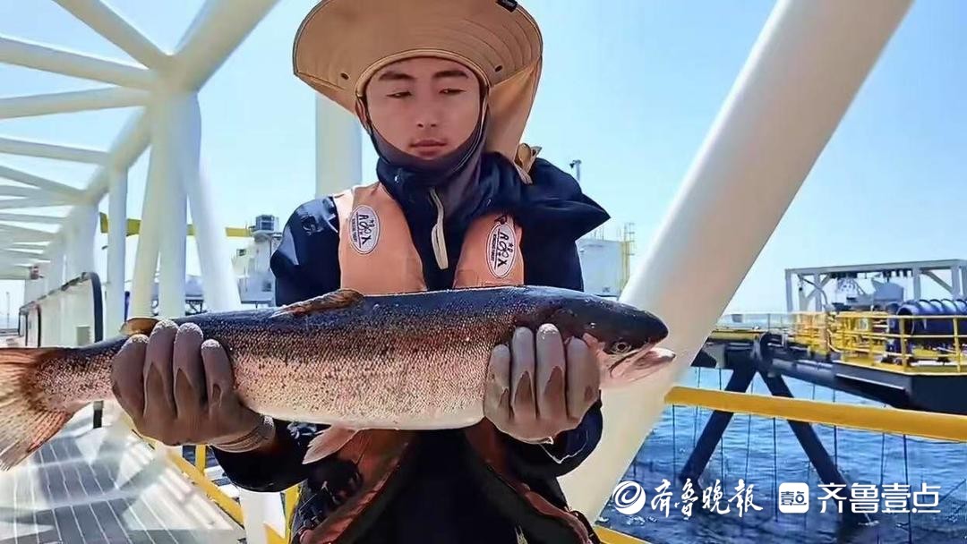 网语烟台·与新质握手｜一条烟台三文鱼的成长之旅