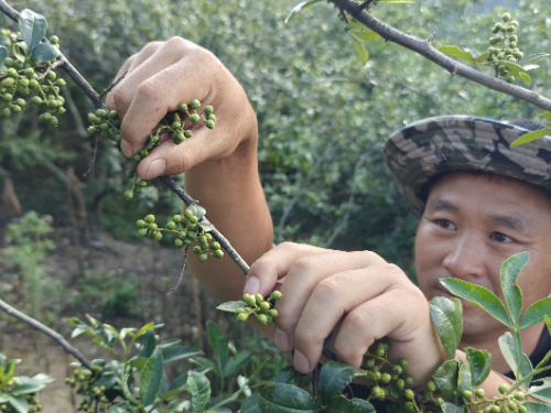 一颗青花椒的“顶流”之路：从深山枝头到半天妖销量榜首的风味旅程