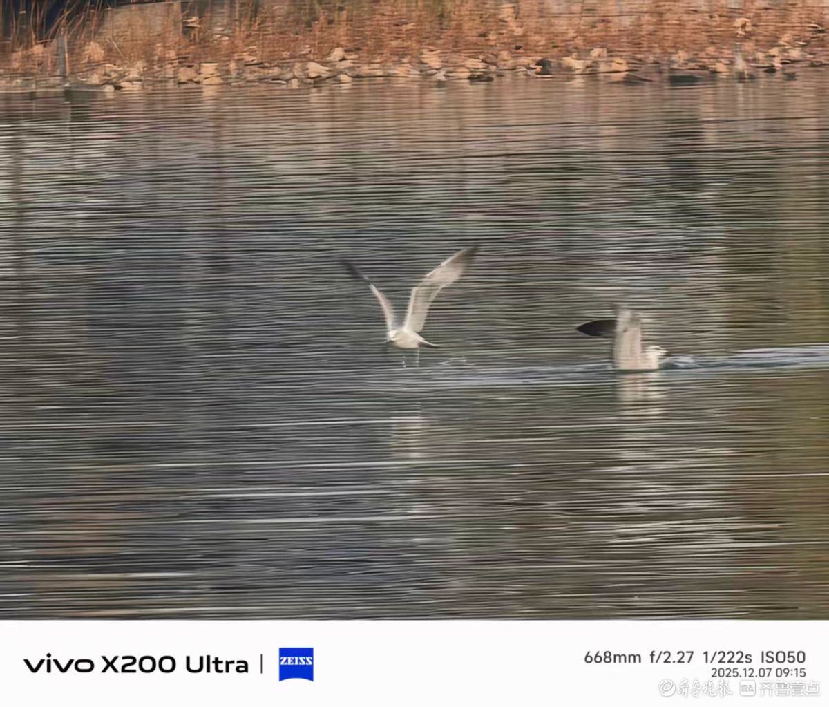 大明湖的精灵，我在记录
