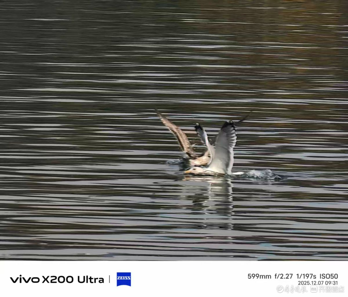 大明湖的精灵，我在记录