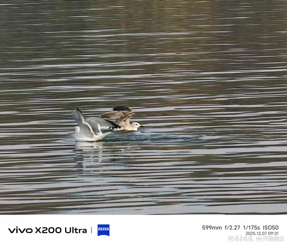 大明湖的精灵，我在记录