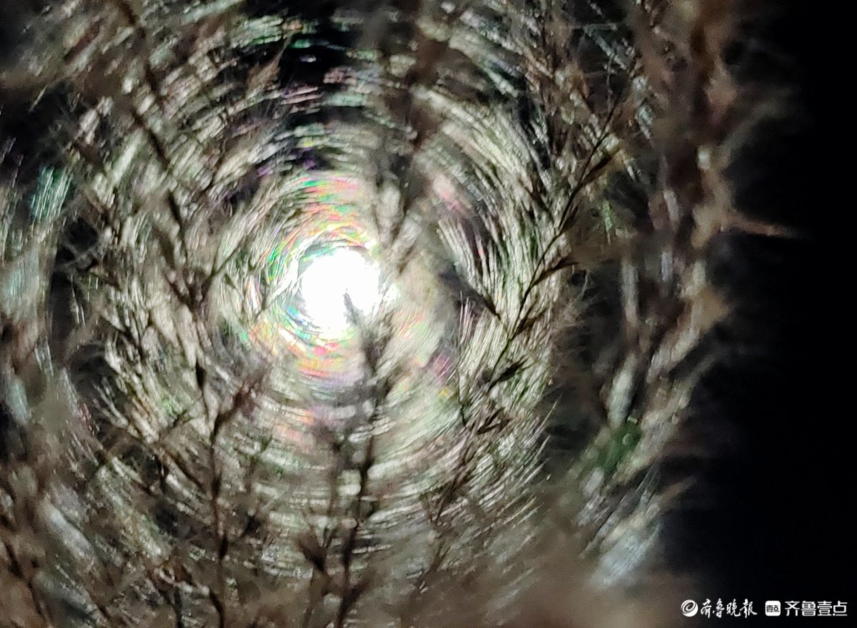 路灯下，芒草花如梦似幻