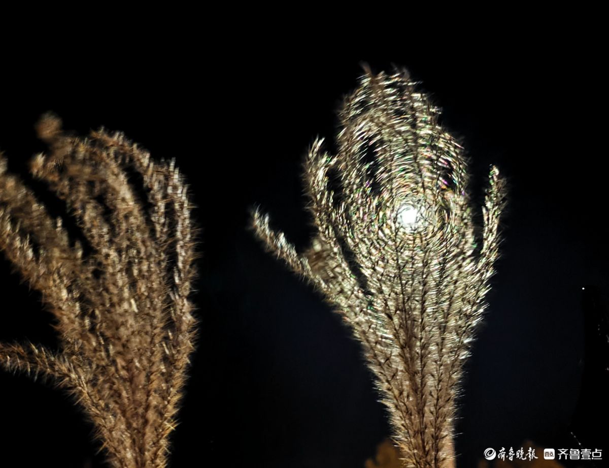 路灯下，芒草花如梦似幻