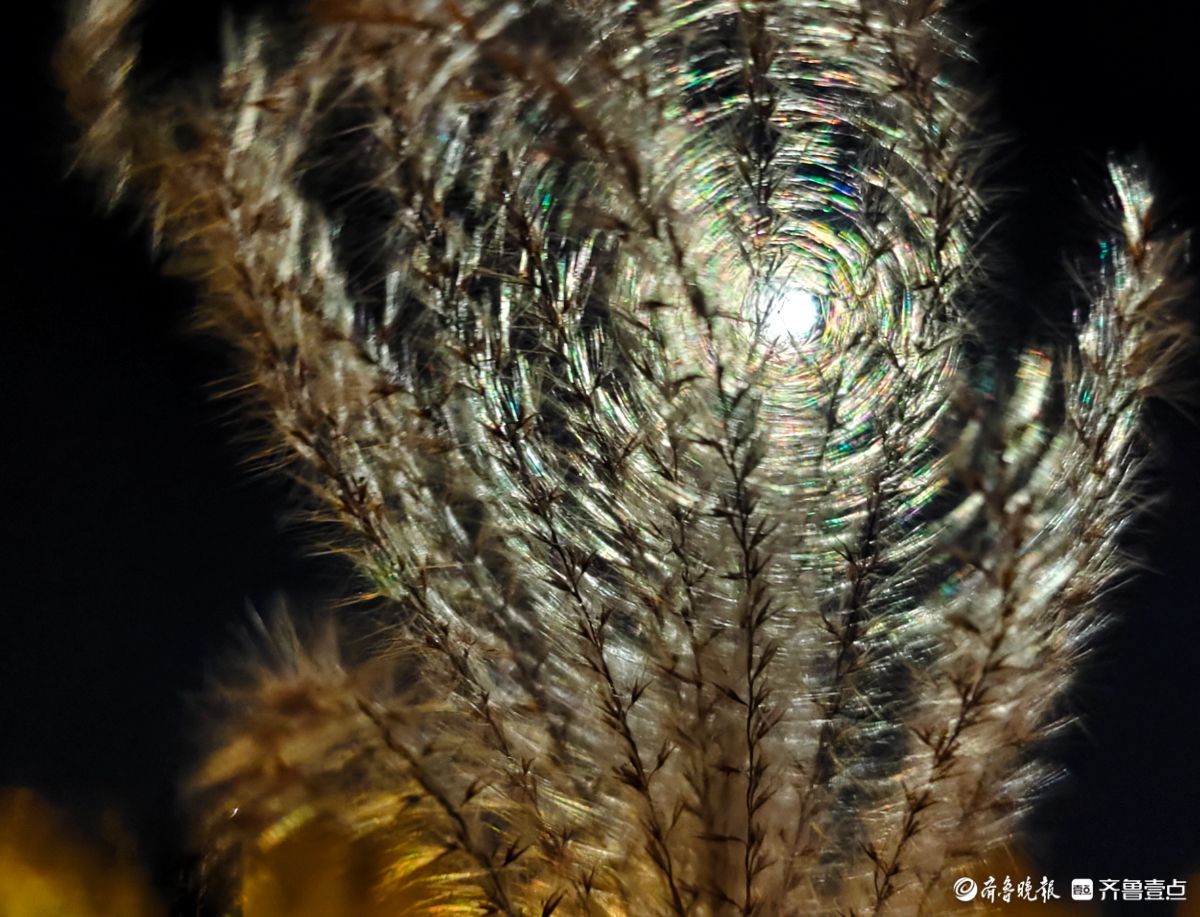 路灯下，芒草花如梦似幻