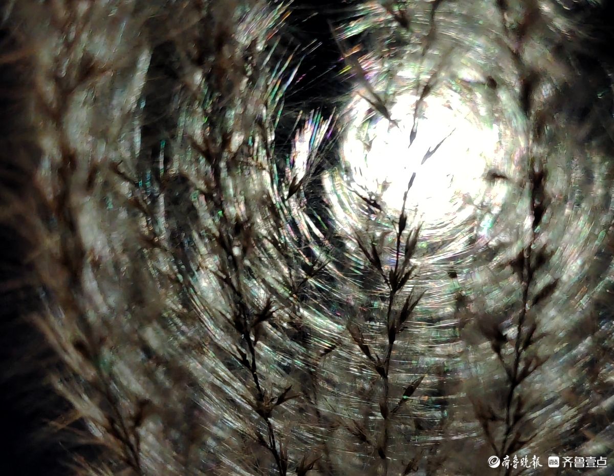 路灯下，芒草花如梦似幻