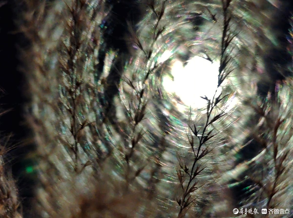 路灯下，芒草花如梦似幻