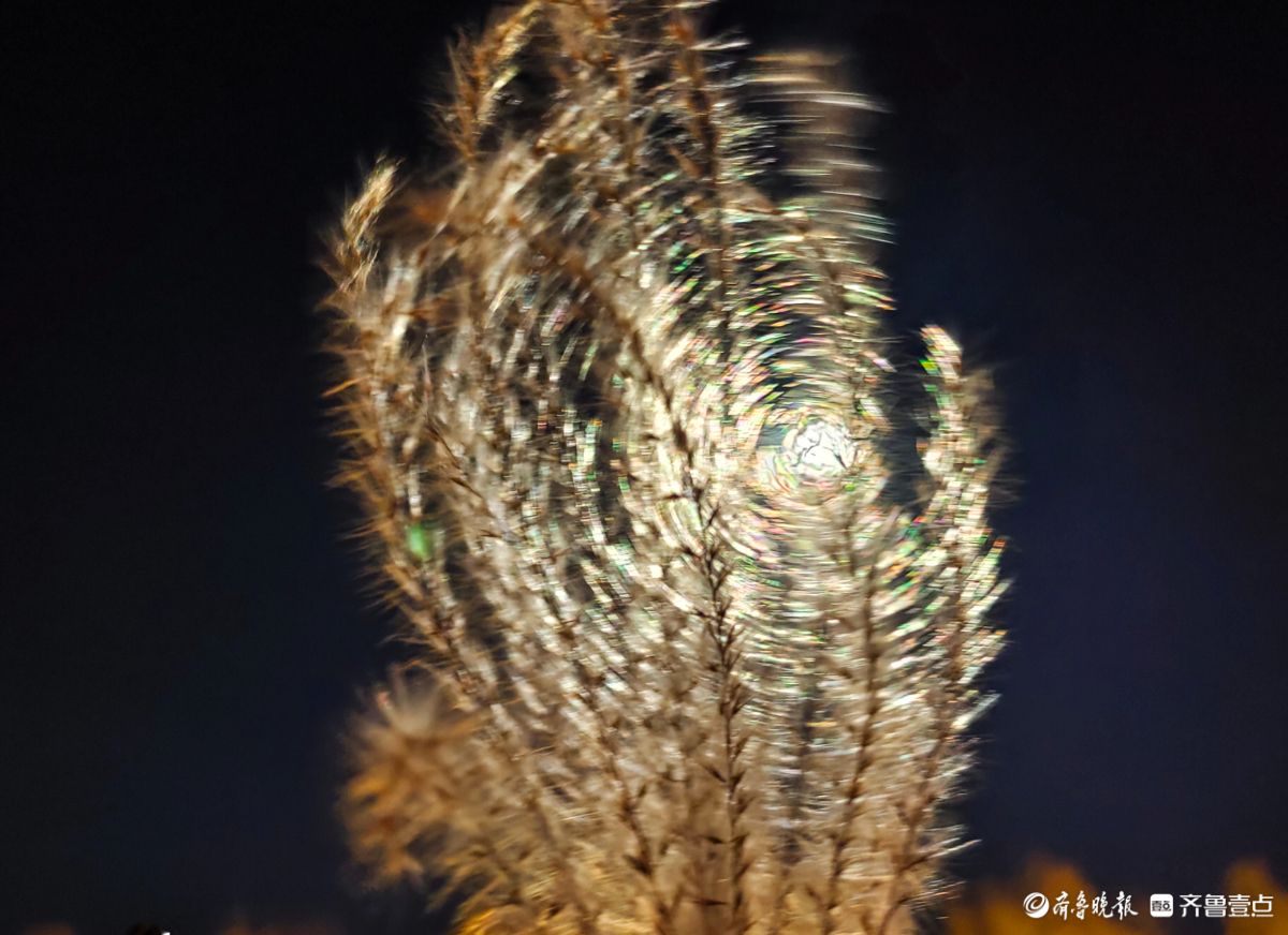 路灯下，芒草花如梦似幻