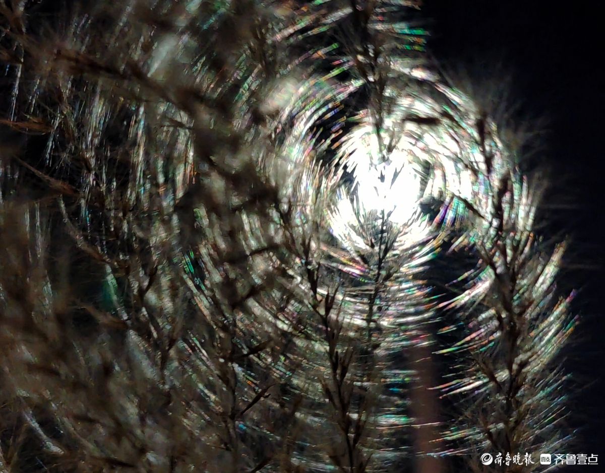 路灯下，芒草花如梦似幻