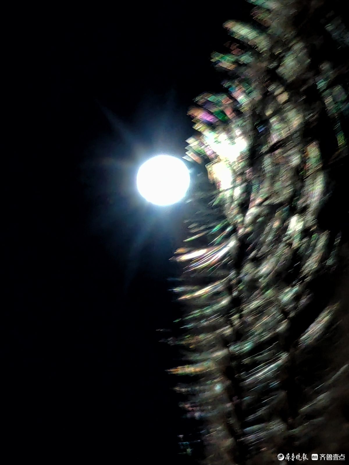 路灯下，芒草花如梦似幻