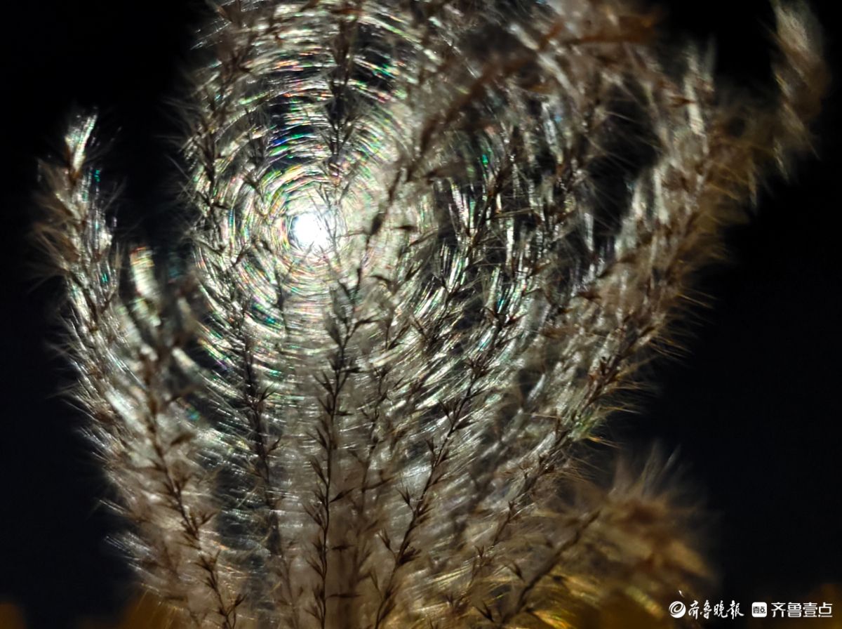 路灯下，芒草花如梦似幻