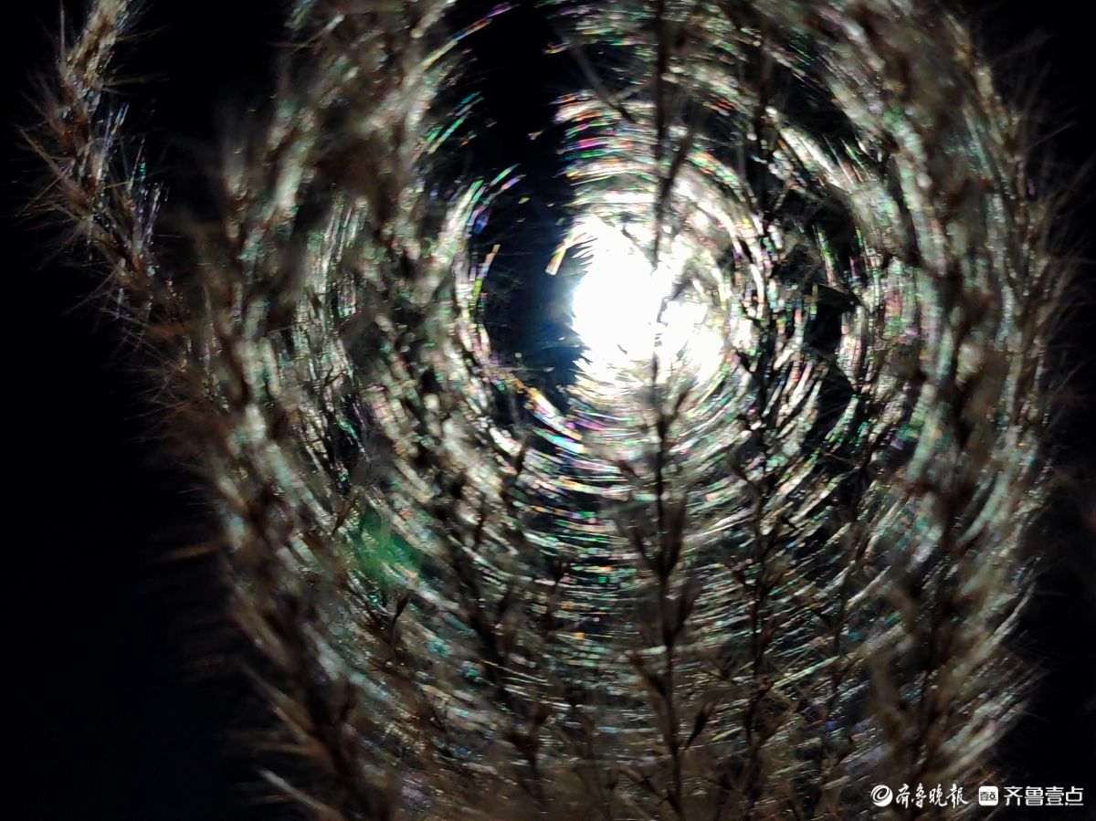 路灯下，芒草花如梦似幻