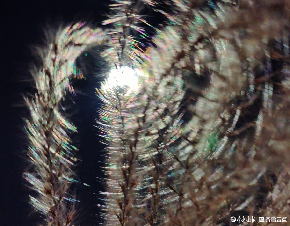 路灯下，芒草花如梦似幻