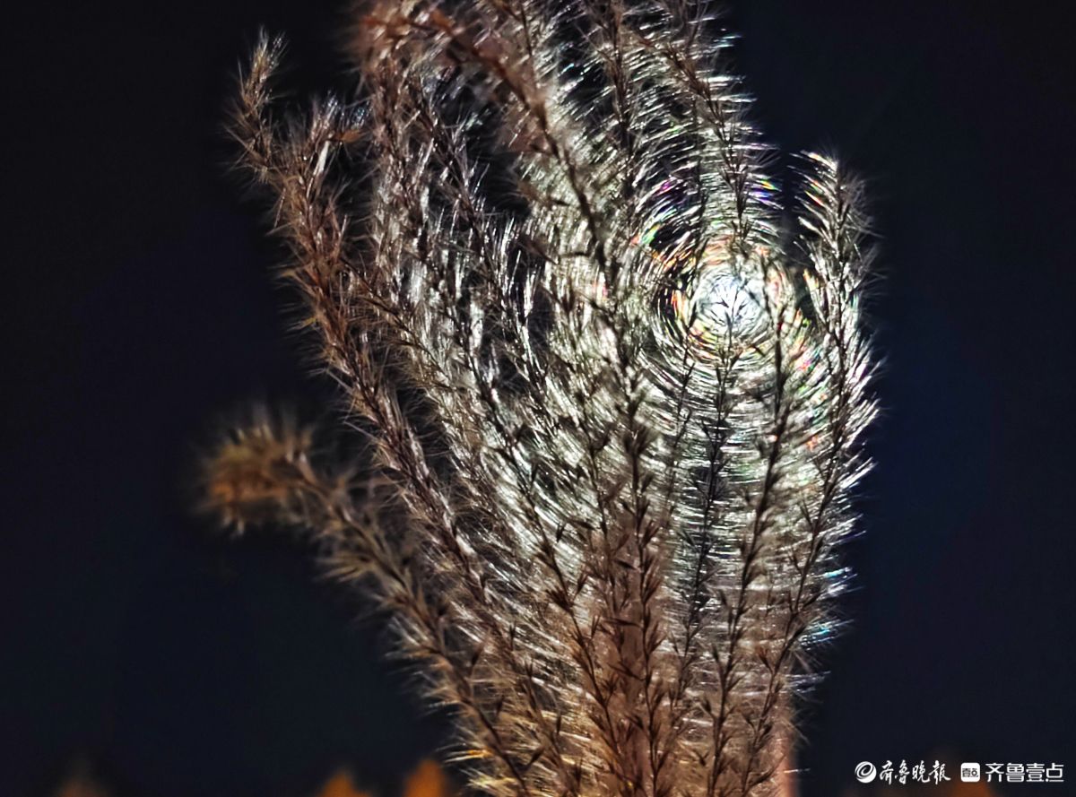 路灯下，芒草花如梦似幻