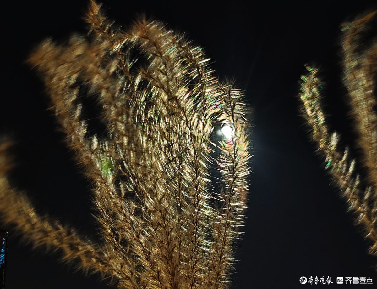 路灯下，芒草花如梦似幻