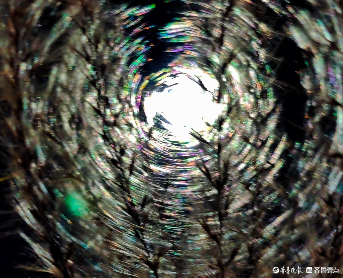 路灯下，芒草花如梦似幻