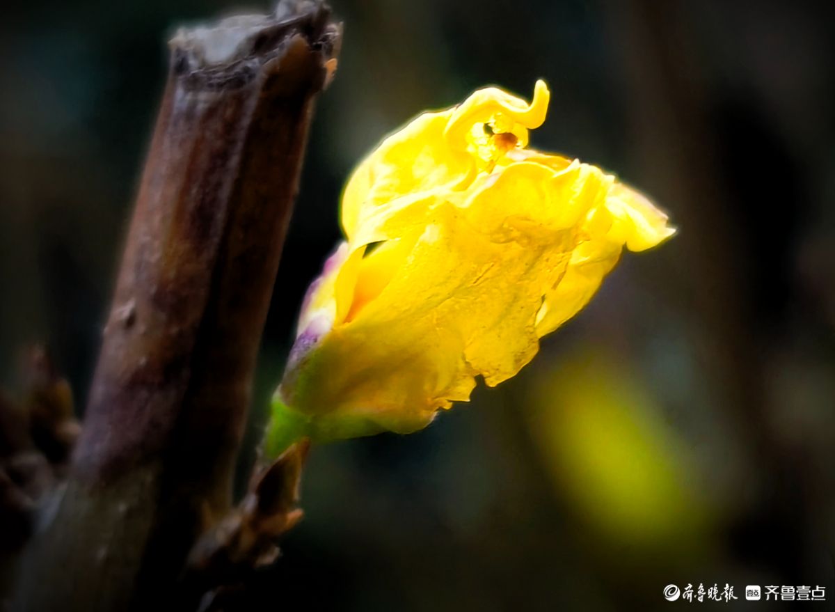 冬日连翘花儿开