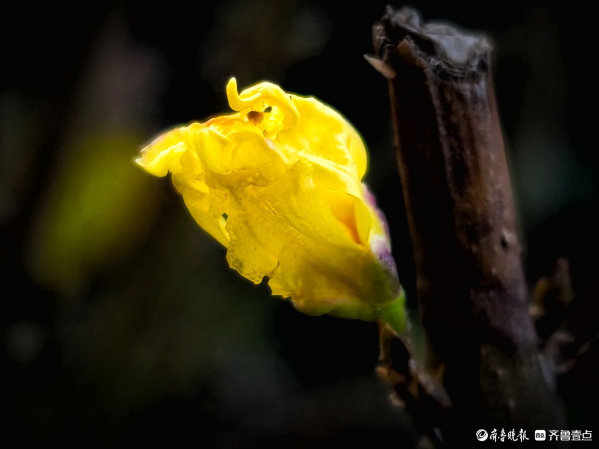 冬日连翘花儿开