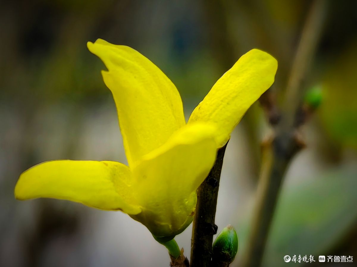 冬日连翘花儿开