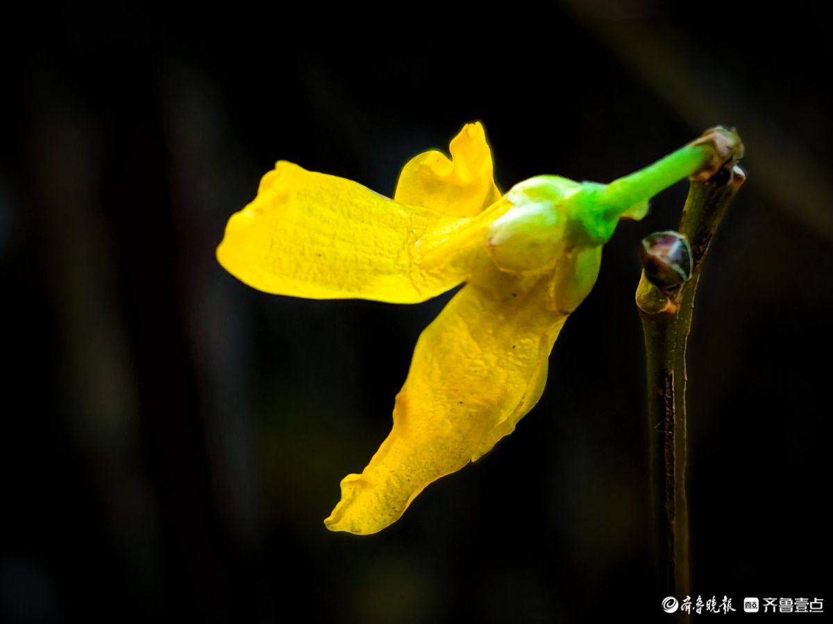 冬日连翘花儿开