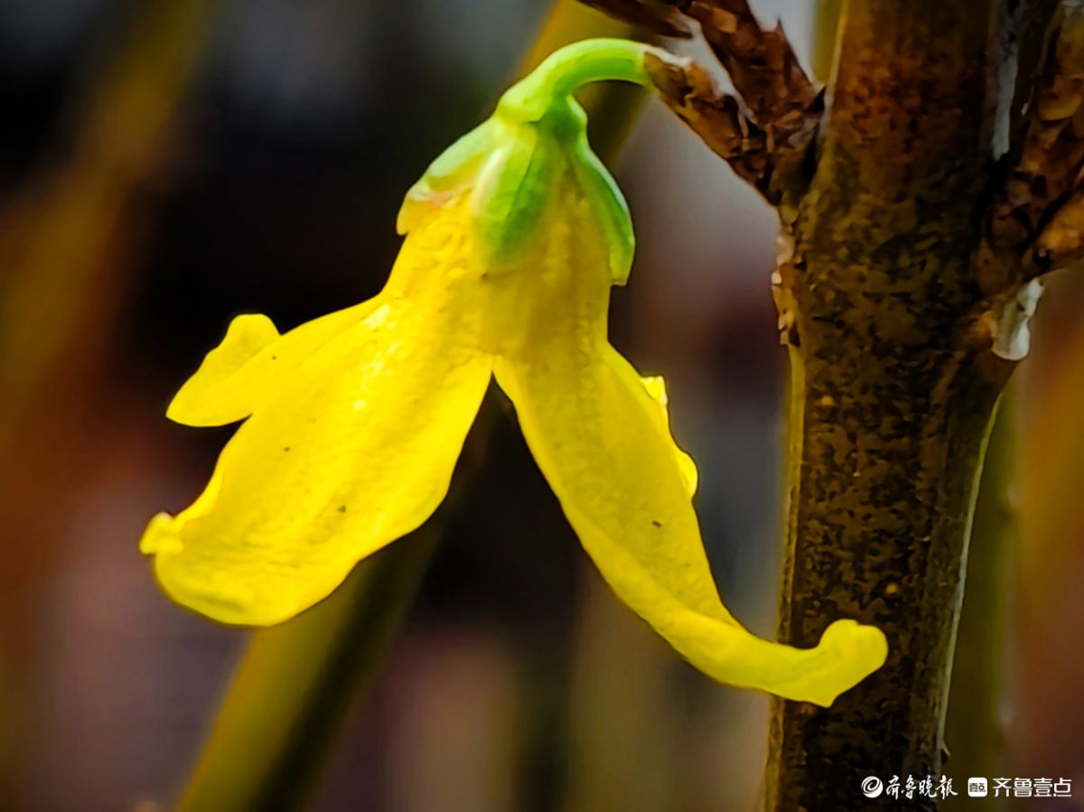 冬日连翘花儿开
