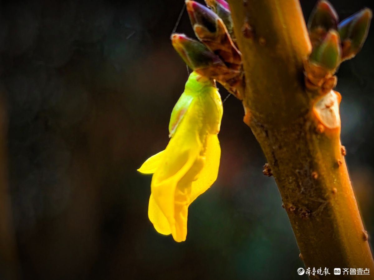 冬日连翘花儿开
