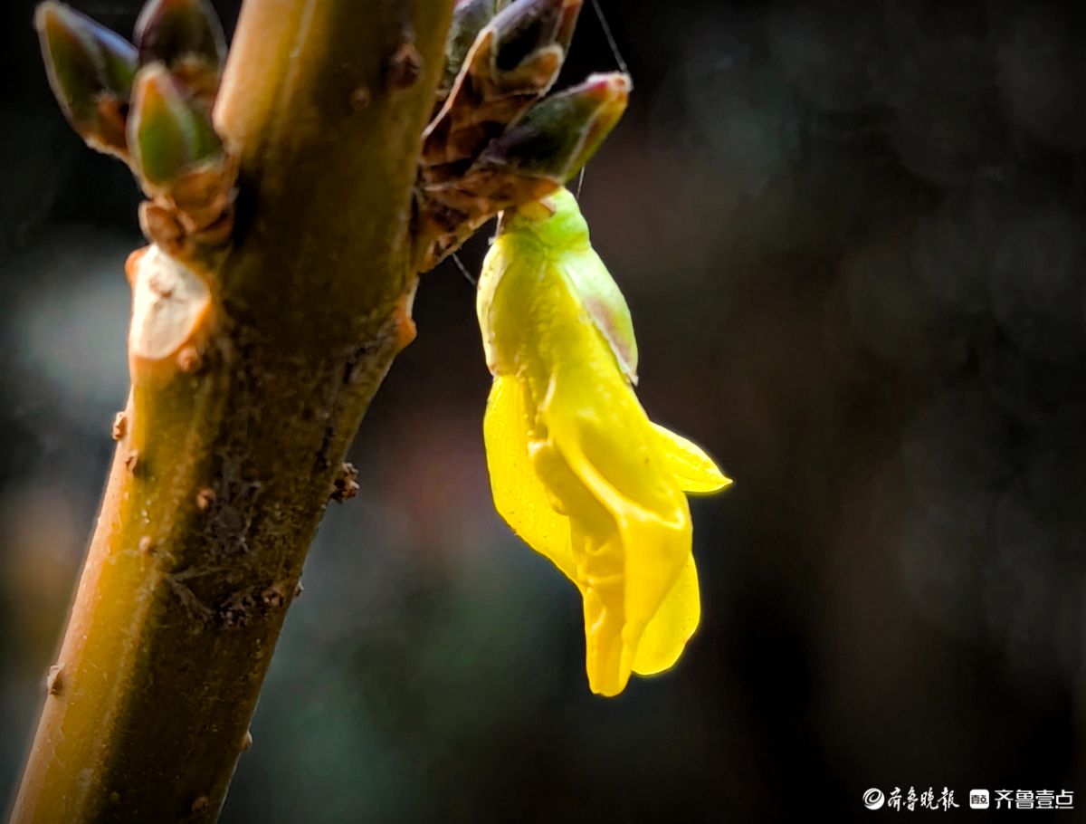 冬日连翘花儿开