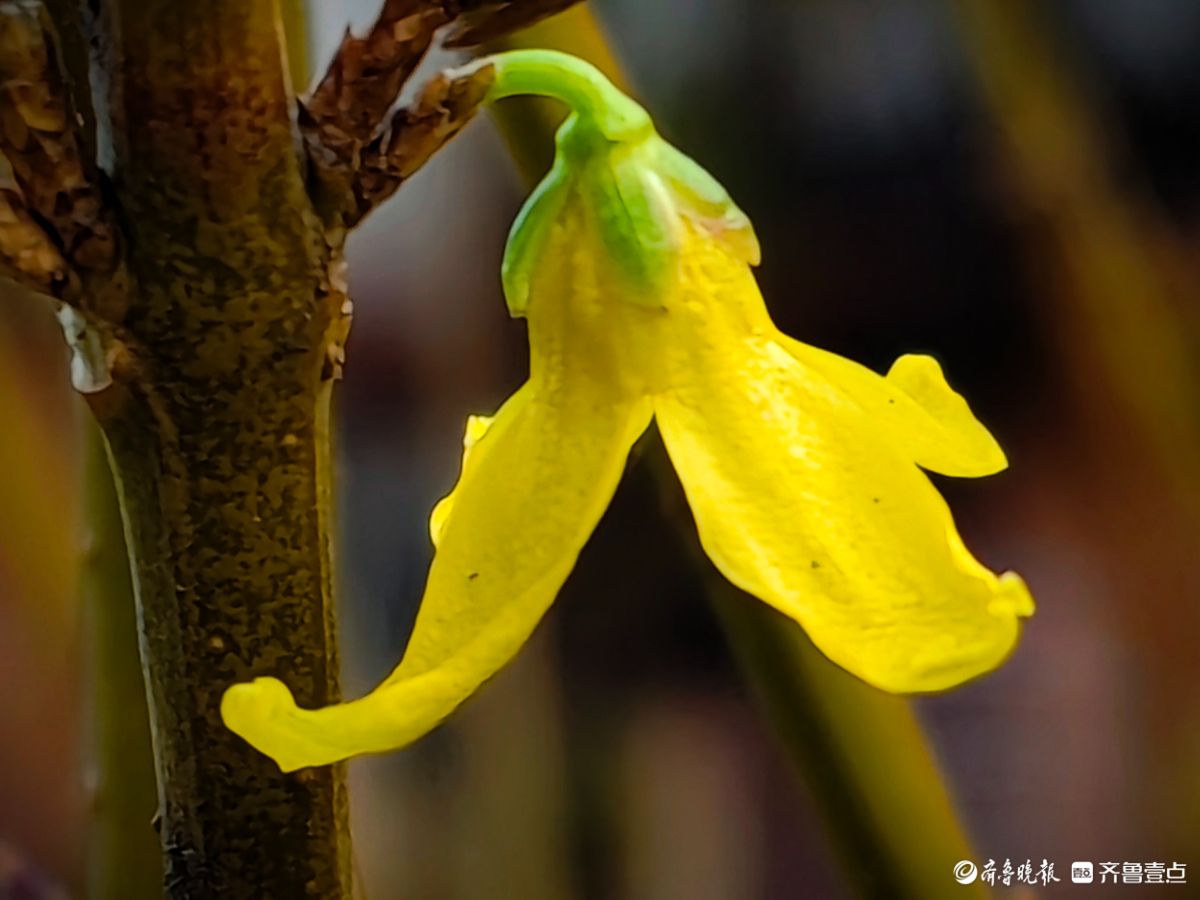 冬日连翘花儿开