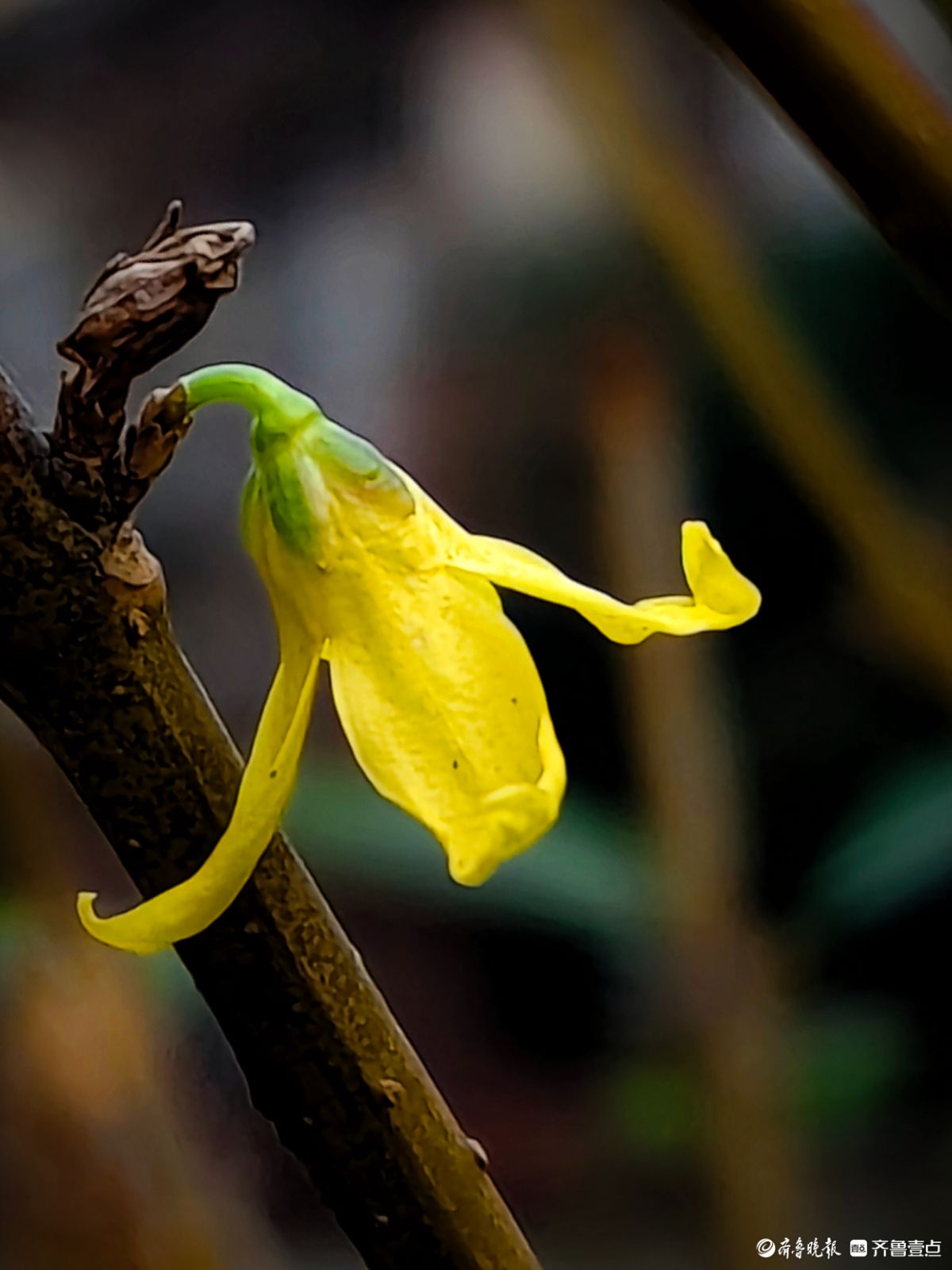 冬日连翘花儿开