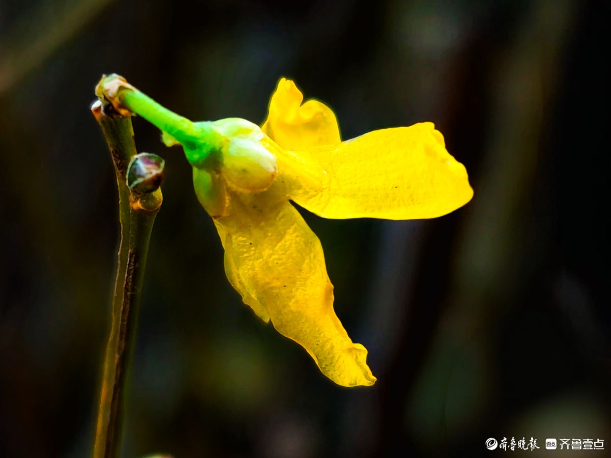 冬日连翘花儿开