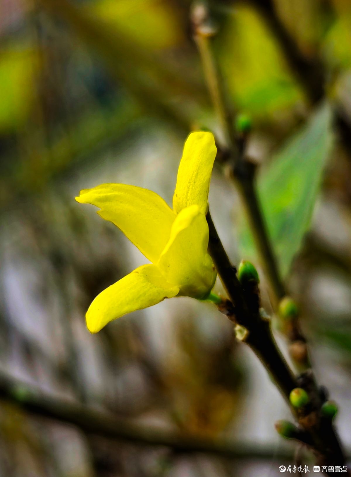 冬日连翘花儿开