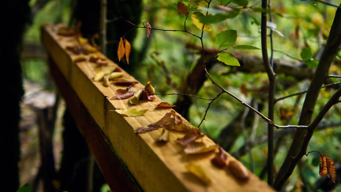 写作|与桐树为邻