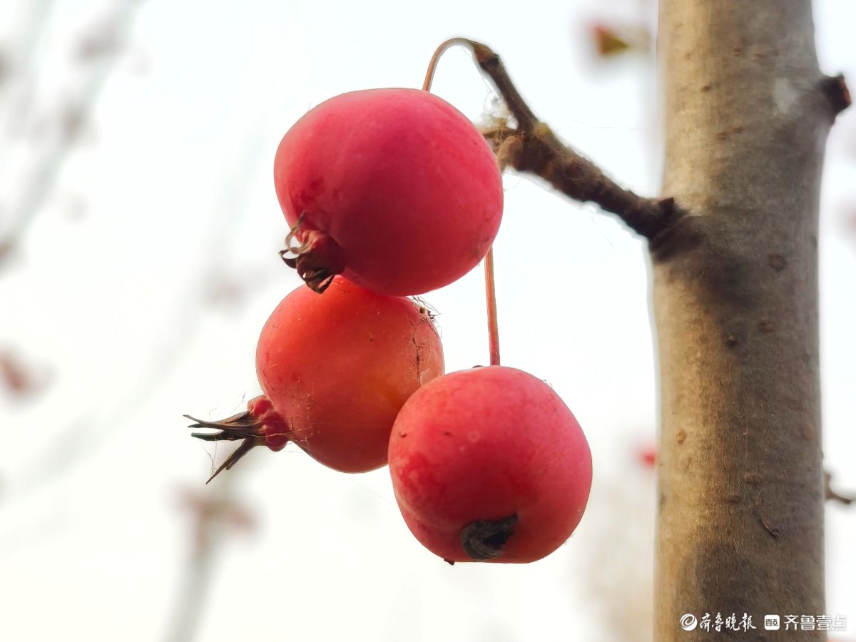 迎大雪季，红彤彤的海棠果让人顿感暖意