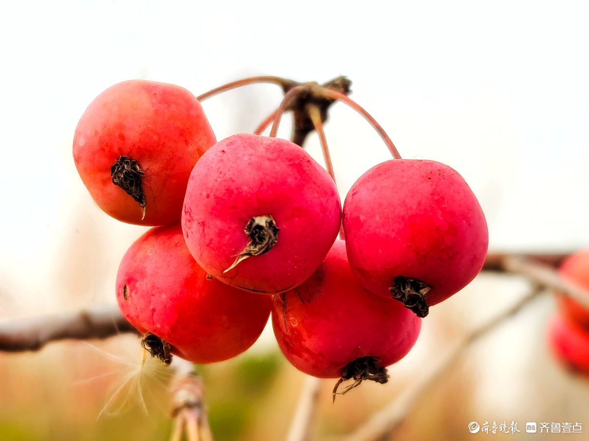迎大雪季，红彤彤的海棠果让人顿感暖意