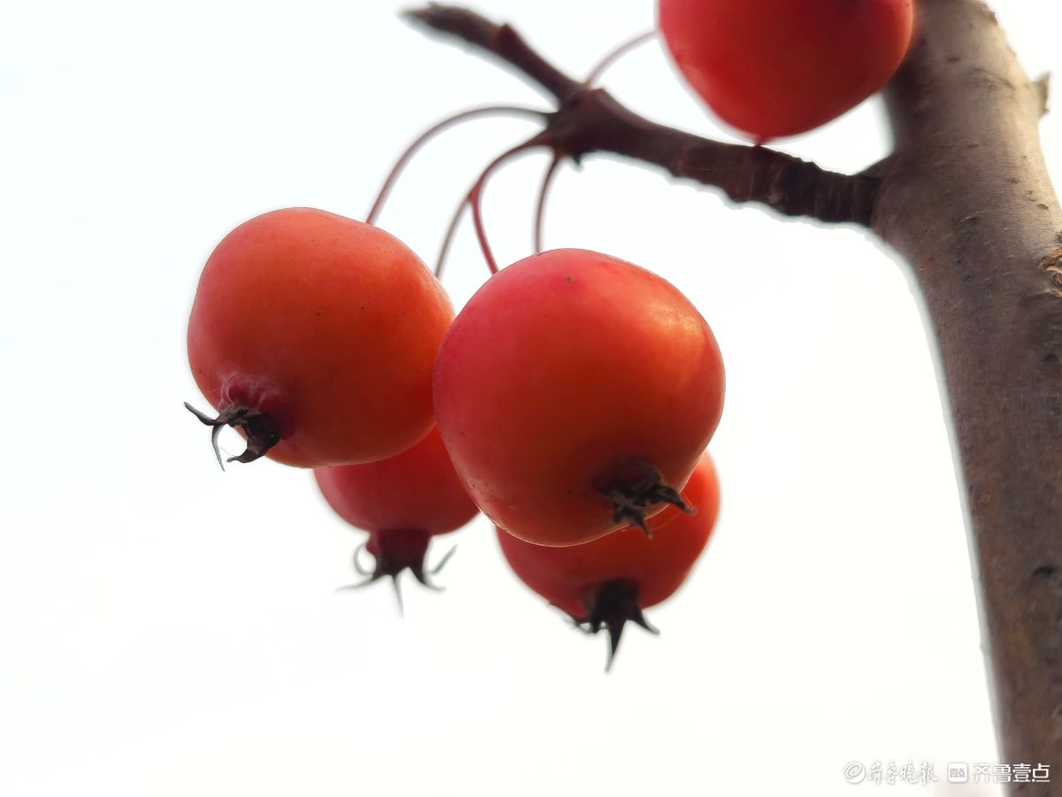迎大雪季，红彤彤的海棠果让人顿感暖意