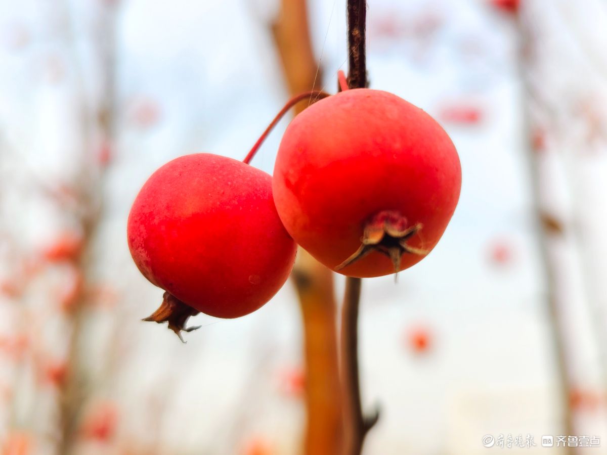 迎大雪季，红彤彤的海棠果让人顿感暖意