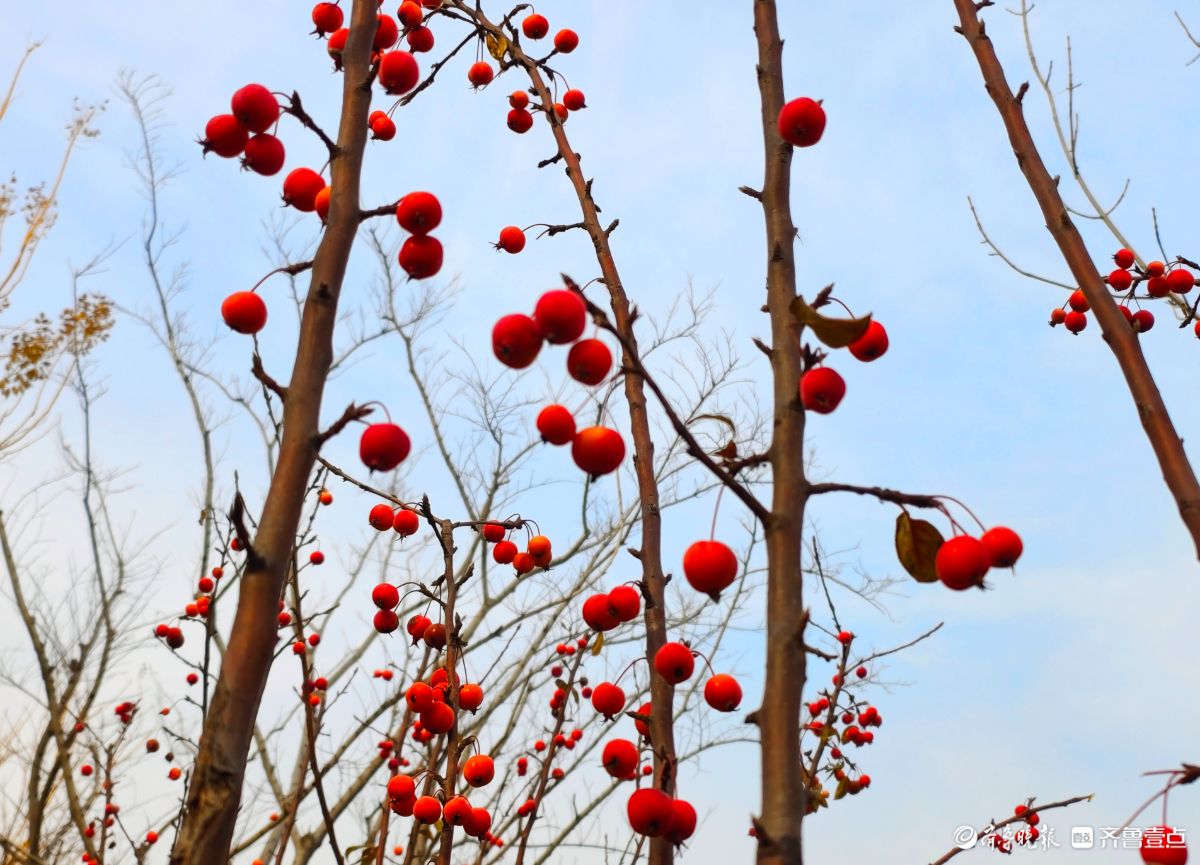 迎大雪季，红彤彤的海棠果让人顿感暖意