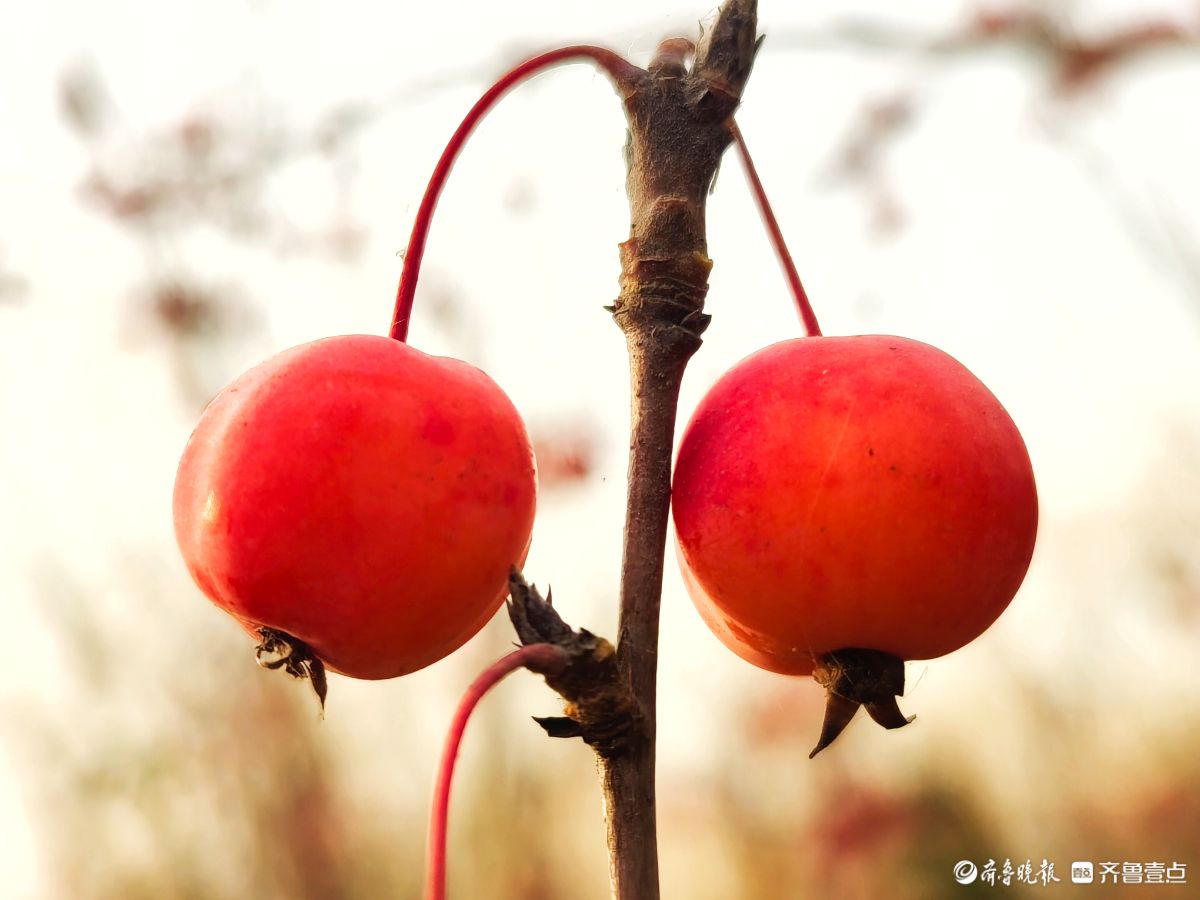 迎大雪季，红彤彤的海棠果让人顿感暖意