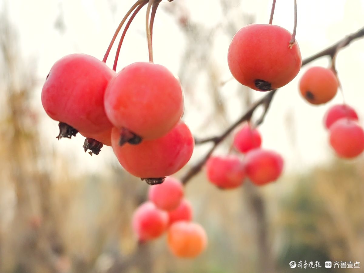 迎大雪季，红彤彤的海棠果让人顿感暖意