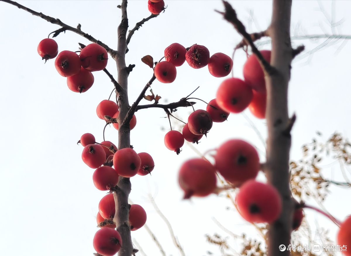 迎大雪季，红彤彤的海棠果让人顿感暖意